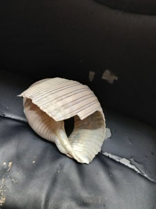 Conchiglia Tonna Striata