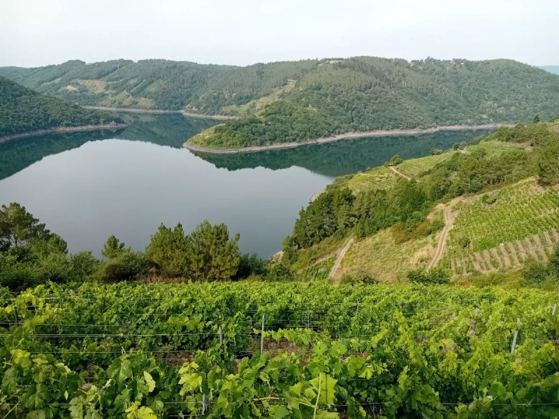 Viña  Ribeira Sacra