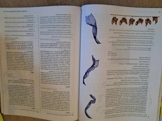 Lengua castellana y literatura 4 Secundaria