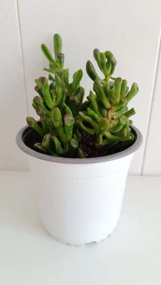 Planta Crassula Ovata Gollum (Oreja Shrek)