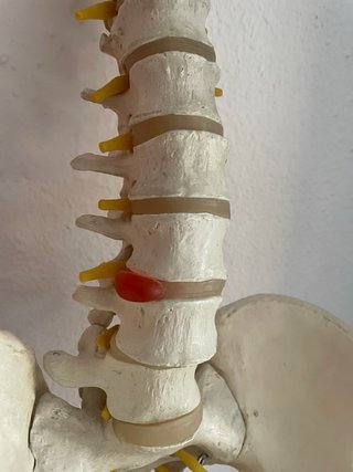 Modelo anatómico columna pelvis