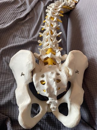 Modelo anatómico columna pelvis