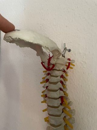 Modelo anatómico columna pelvis