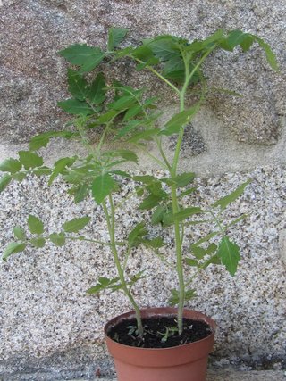 REGALO EN REDONDELA: plantas de tomate con flor