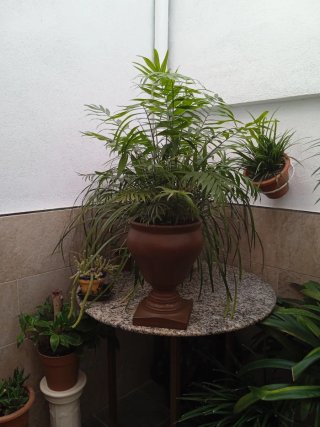 Macetero de terracota con peana