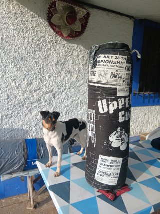 2 Sacos de Boxeo DOMYOS y sin marca