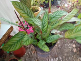 Calathea Setosa Planta, planta grande tal cuál
