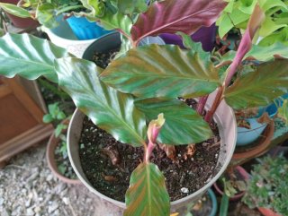 Lote 3 plantas variegadas