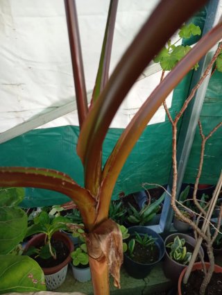 Musa acuminata Zebrina Plátano, planta grande
