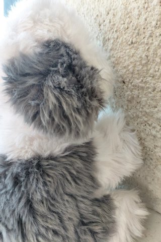 Peluche Cane Pastore Bobtail Vintage
