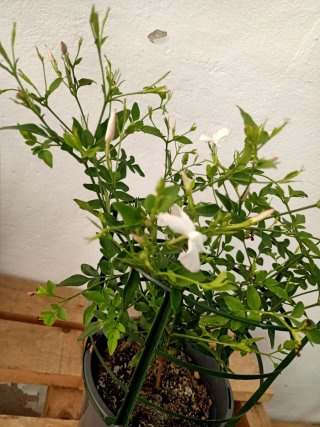 Planta Jazmín Natural