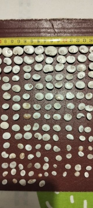 Maxi set opercoli Polinesia Francese