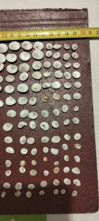 Maxi set opercoli Polinesia Francese