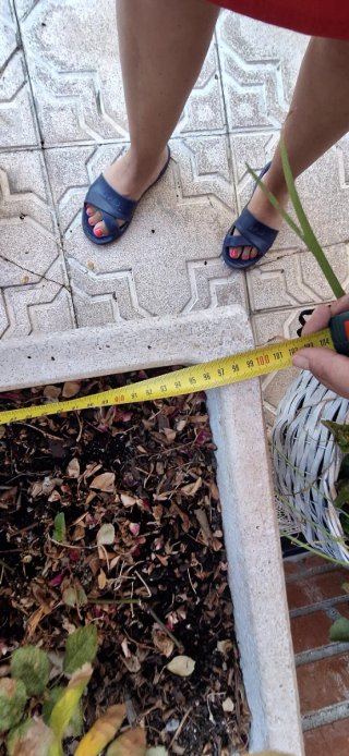 Jardinera de piedra con rosales de regalo