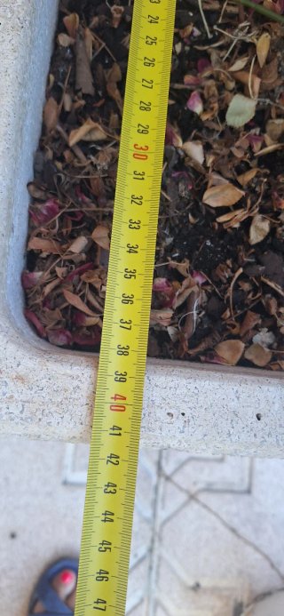 Jardinera de piedra con rosales de regalo