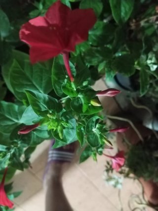 Piantina di fiori rossi