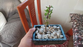 Portulacaria Afra Prebonsai