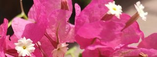 Pendientes lágrimas de flor