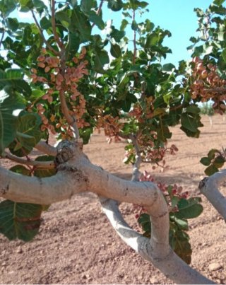 68 Hectáreas Pistachos Ciudad Real con Agua