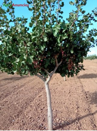 68 Hectáreas Pistachos Ciudad Real con Agua