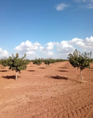 68 Hectáreas Pistachos Ciudad Real con Agua