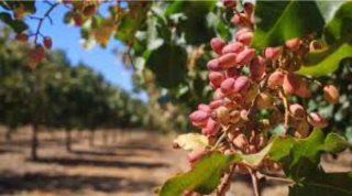 68 Hectáreas Pistachos Ciudad Real con Agua