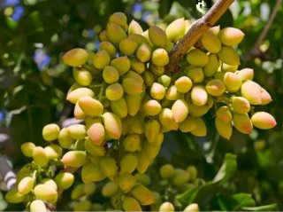 68 Hectáreas Pistachos Ciudad Real con Agua