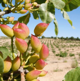 68 Hectáreas Pistachos Ciudad Real con Agua