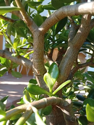 Árbol de Jade Ejemplar Grande - Maceta Decorativa