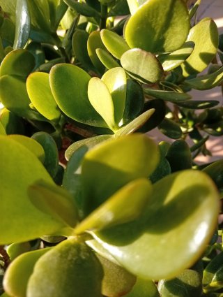 Árbol de Jade Ejemplar Grande - Maceta Decorativa