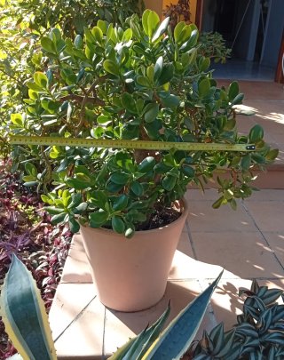 Árbol de Jade Ejemplar Grande - Maceta Decorativa