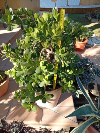 Árbol de Jade Ejemplar Grande - Maceta Decorativa