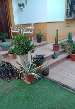 Árbol de Jade Ejemplar Grande - Maceta Decorativa