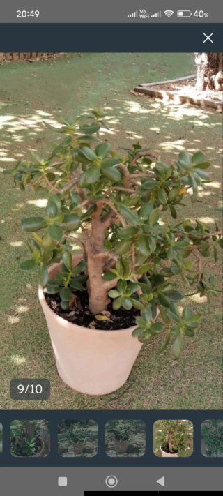 Árbol de Jade Ejemplar Grande - Maceta Decorativa