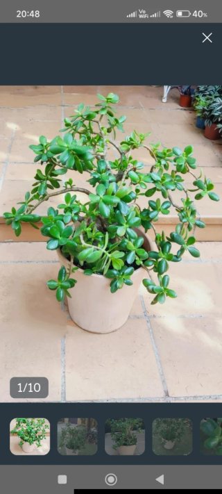 Árbol de Jade Ejemplar Grande - Maceta Decorativa
