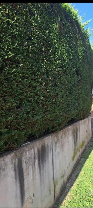 Jardinero