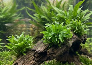 Microsorum pteropus 'Petit' - Planta de Acuario