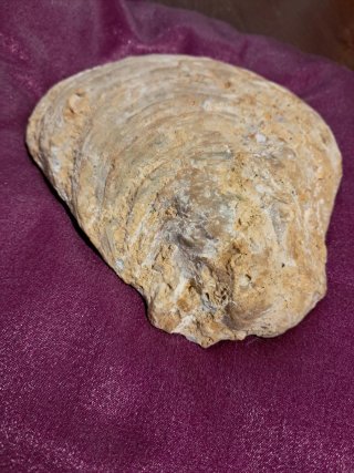 Fossile di conchiglia