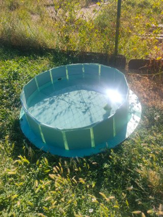 Piscina plegable para mascotas/niños