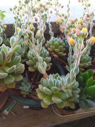 Pack 4 Echeveria Setosa Rosetas