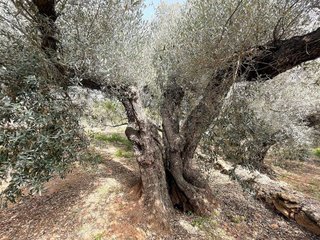 Terreno en venta en Nord en Sant Carles de la Ràpita