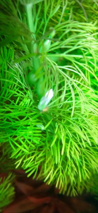 Plantas de acuario