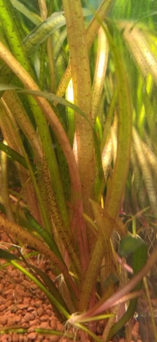 Plantas de acuario