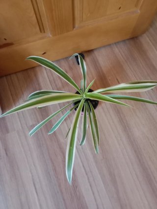 Planta Cinta/Lazo de Amor