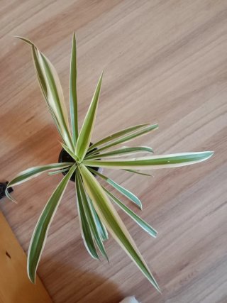Planta Cinta/Lazo de Amor