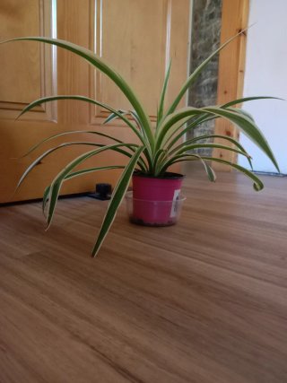Planta Cinta/Lazo de Amor