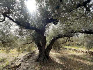 Terreno en venta en Nord en Sant Carles de la Ràpita
