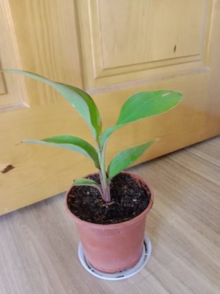 Planta Canna Indica Roja