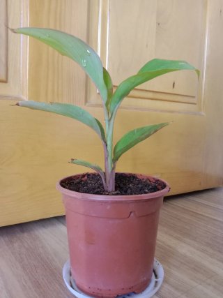 Planta Canna Indica Roja