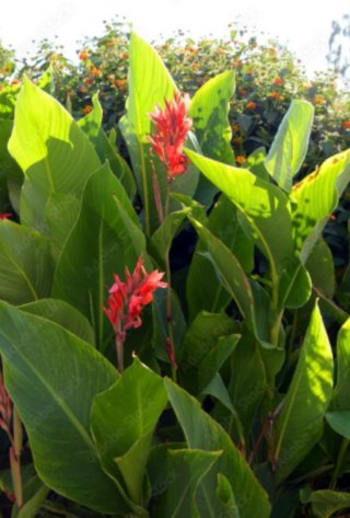 Planta Canna Indica Roja